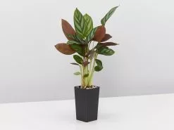 Ctenanthe Setosa Houseplant Pack 9 Ctenanthe Setosa Houseplant Pack -Plants in a Box Sales Shop CtenantheSetosa single 98b6b28d 9c2c 4413 9397 e7dda8dd97aa