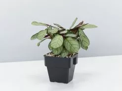 Ctenanthe Amagris -Plants in a Box Sales Shop Ctenanthe amagris Big Babes single 9765e8f2 3ddd 4ae9 85b2 07ae4f5d817b