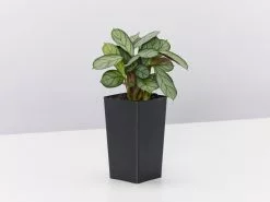 Ctenanthe Amagris -Plants in a Box Sales Shop CtenatheAmagris single eee46c5e 4cbb 4f8d bf4d 57240b27aa39