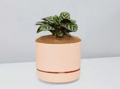 Ctenanthe Burle Marxii- Pot + Plant + Soil 20 Ctenanthe Burle Marxii- Pot + Plant + Soil -Plants in a Box Sales Shop CtenatheBurle ApricotPot