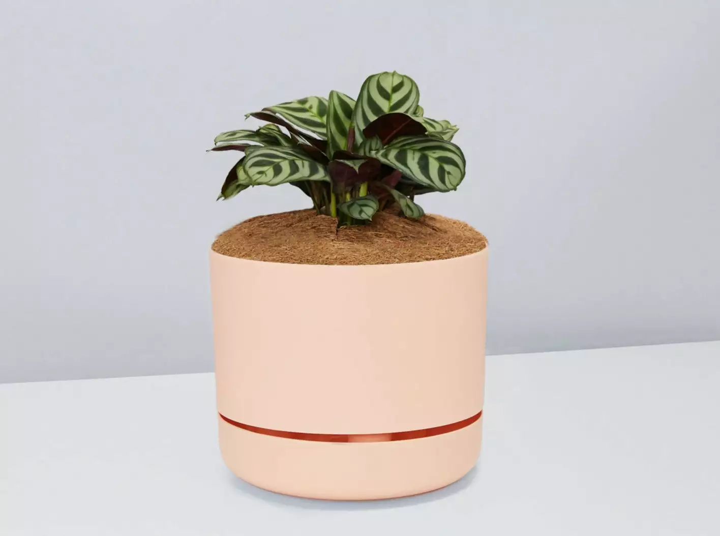 Ctenanthe Burle Marxii- Pot + Plant + Soil 10 Ctenanthe Burle Marxii- Pot + Plant + Soil - Image 8