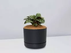 Ctenanthe Burle Marxii- Pot + Plant + Soil 16 Ctenanthe Burle Marxii- Pot + Plant + Soil -Plants in a Box Sales Shop CtenatheBurle BlackPot