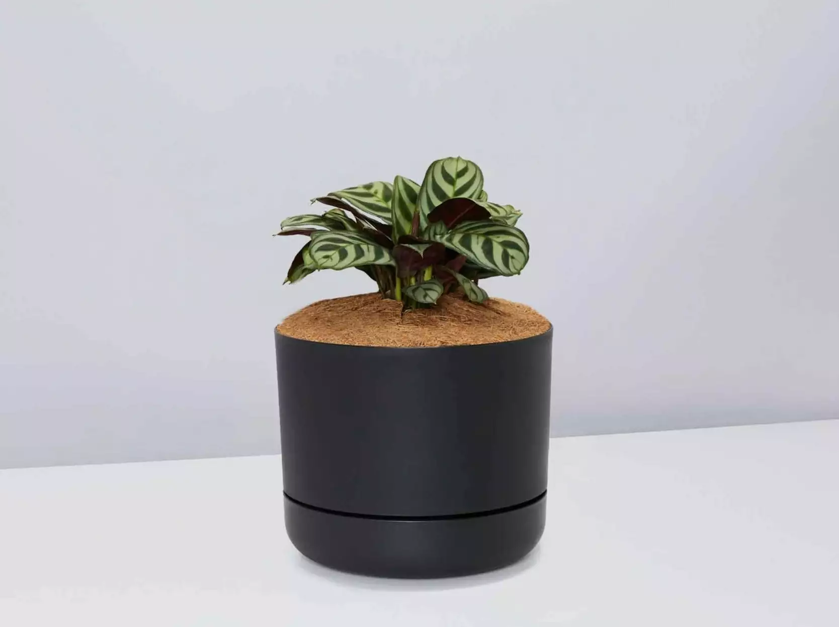 Ctenanthe Burle Marxii- Pot + Plant + Soil 6 Ctenanthe Burle Marxii- Pot + Plant + Soil - Image 4