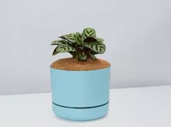 Ctenanthe Burle Marxii- Pot + Plant + Soil 21 Ctenanthe Burle Marxii- Pot + Plant + Soil -Plants in a Box Sales Shop CtenatheBurle BluePot