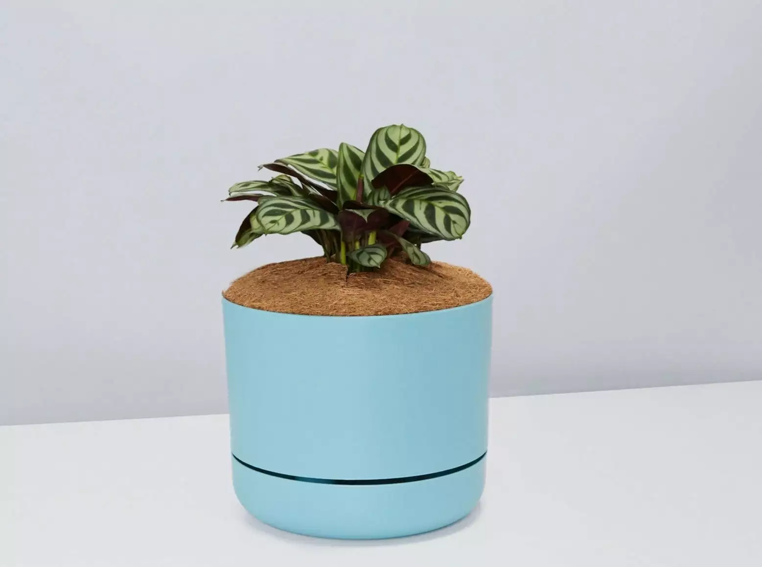 Ctenanthe Burle Marxii- Pot + Plant + Soil 11 Ctenanthe Burle Marxii- Pot + Plant + Soil - Image 9