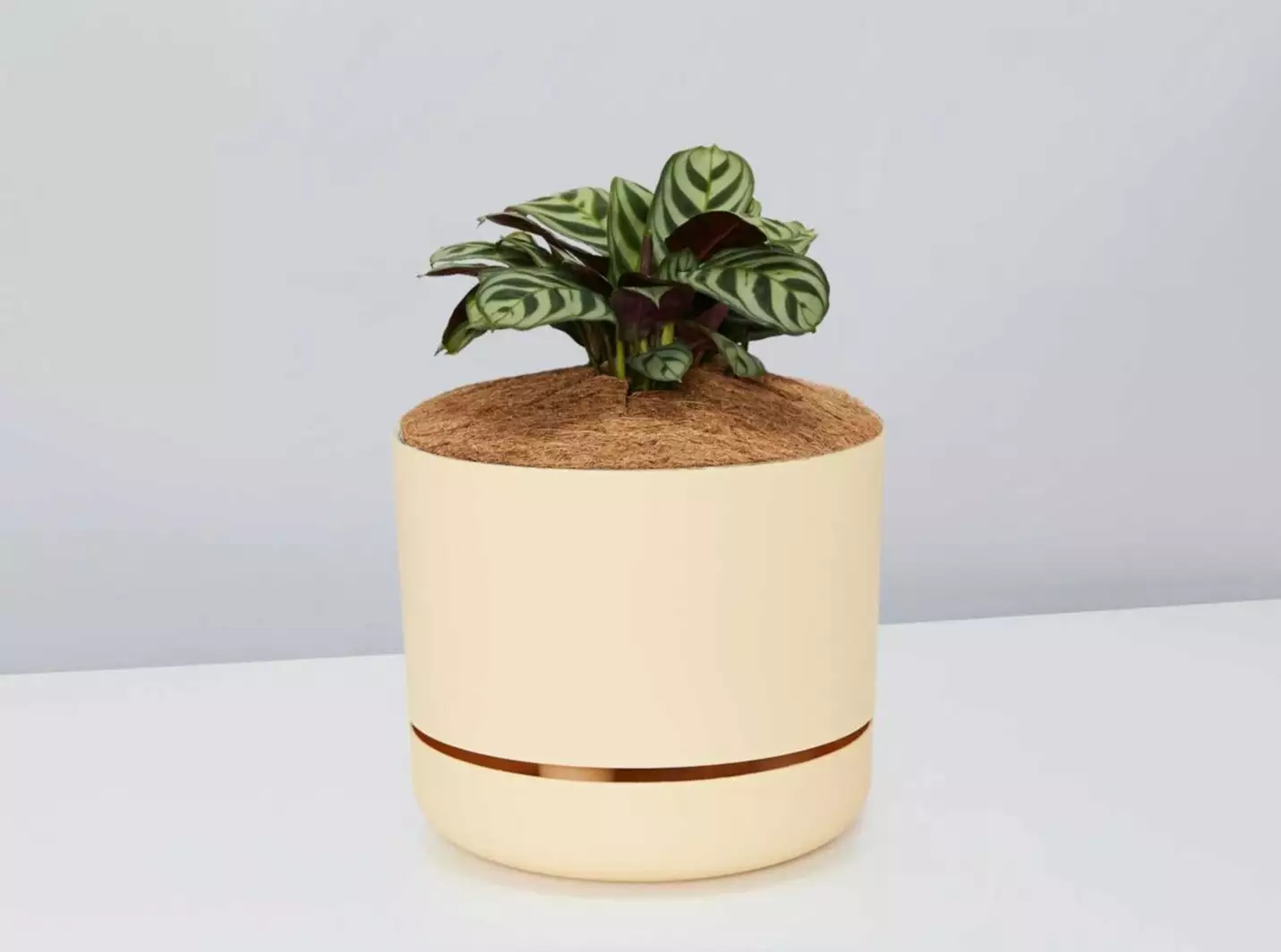 Ctenanthe Burle Marxii- Pot + Plant + Soil 4 Ctenanthe Burle Marxii- Pot + Plant + Soil - Image 2