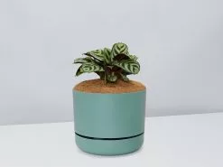 Ctenanthe Burle Marxii- Pot + Plant + Soil 19 Ctenanthe Burle Marxii- Pot + Plant + Soil -Plants in a Box Sales Shop CtenatheBurle CabinetGreenPot