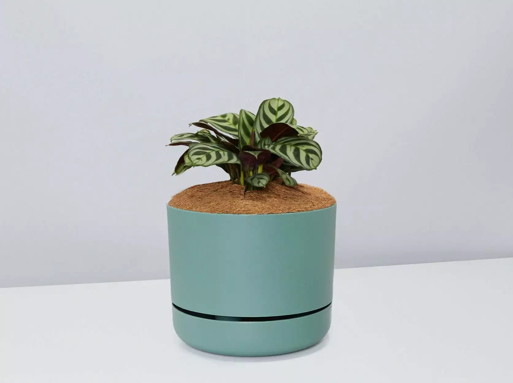 Ctenanthe Burle Marxii- Pot + Plant + Soil 9 Ctenanthe Burle Marxii- Pot + Plant + Soil - Image 7