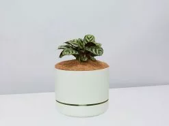 Ctenanthe Burle Marxii- Pot + Plant + Soil 15 Ctenanthe Burle Marxii- Pot + Plant + Soil -Plants in a Box Sales Shop CtenatheBurle FogPot