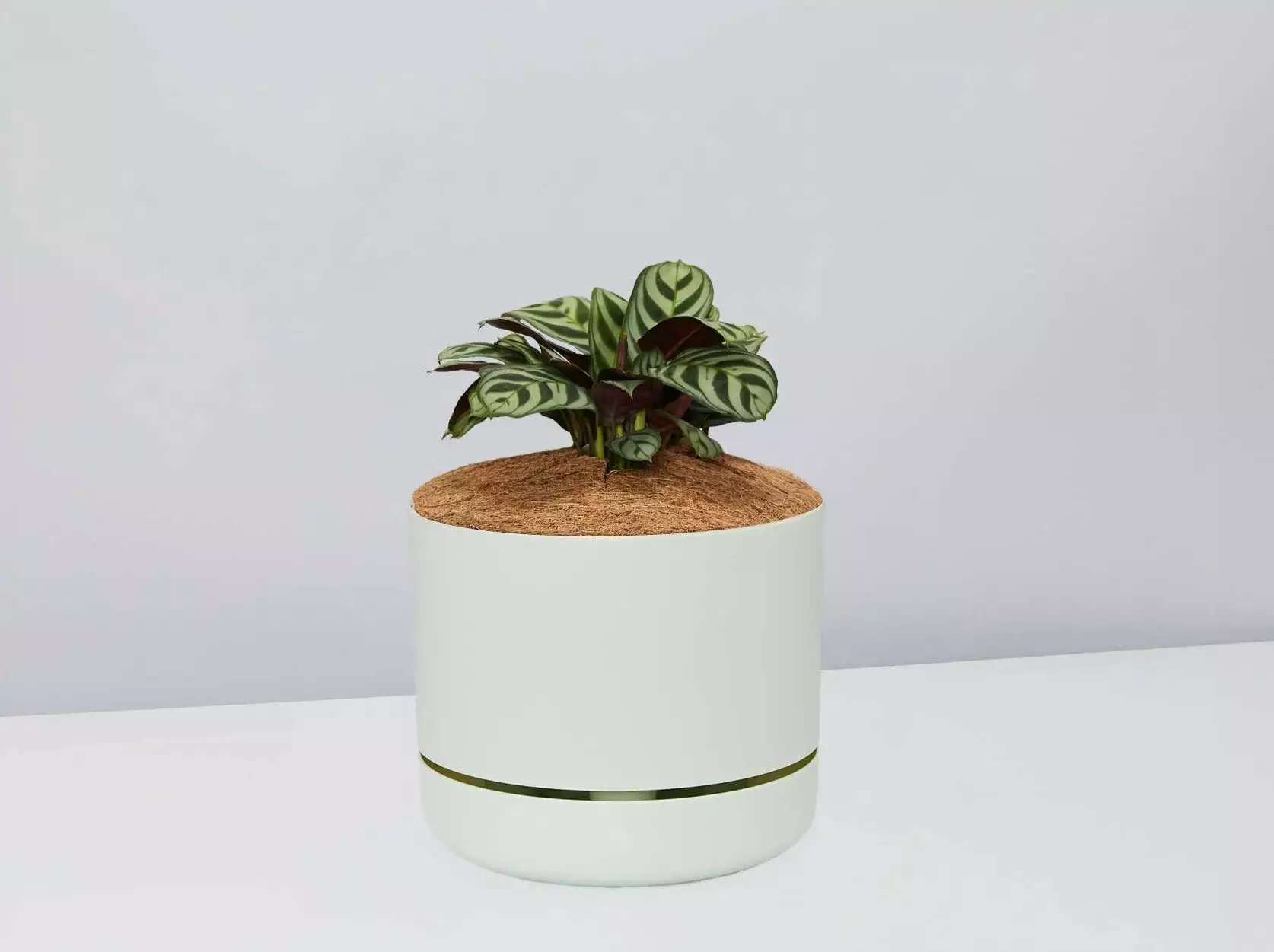 Ctenanthe Burle Marxii- Pot + Plant + Soil 5 Ctenanthe Burle Marxii- Pot + Plant + Soil - Image 3