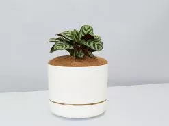 Ctenanthe Burle Marxii- Pot + Plant + Soil