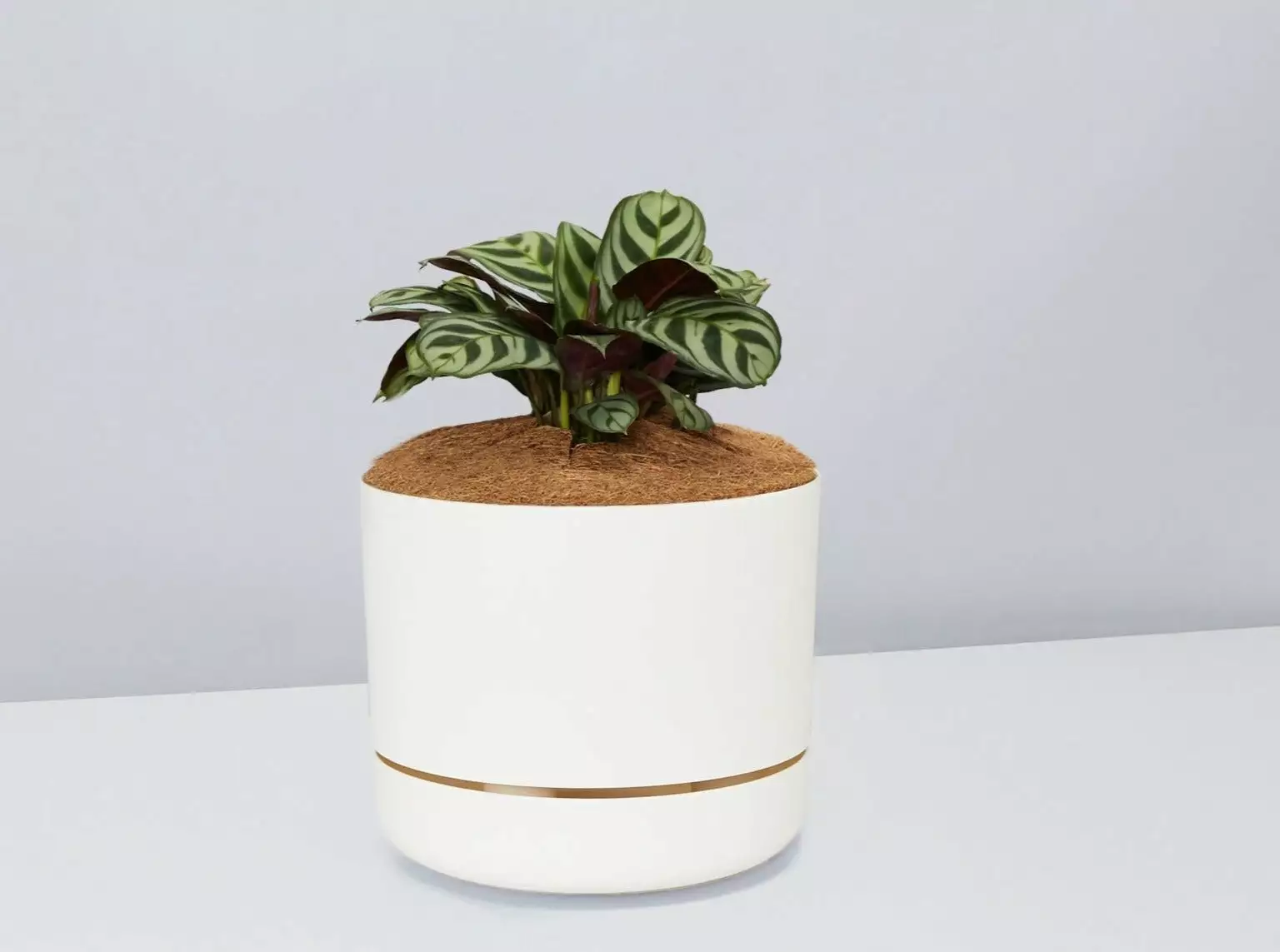 Ctenanthe Burle Marxii- Pot + Plant + Soil 3 Ctenanthe Burle Marxii- Pot + Plant + Soil