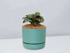 Ctenanthe Burle Marxii- Pot + Plant + Soil 22 Ctenanthe Burle Marxii- Pot + Plant + Soil -Plants in a Box Sales Shop CtenatheBurle MossPot