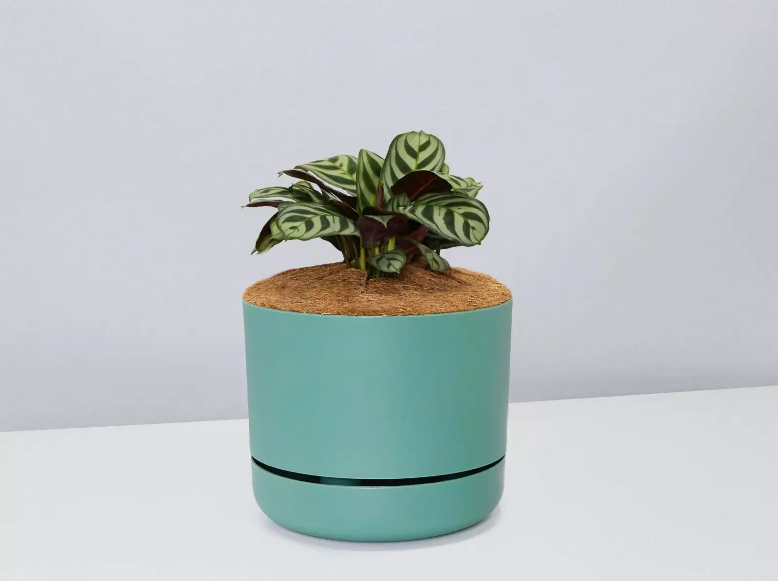 Ctenanthe Burle Marxii- Pot + Plant + Soil 12 Ctenanthe Burle Marxii- Pot + Plant + Soil - Image 10