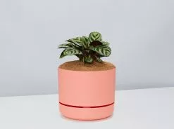 Ctenanthe Burle Marxii- Pot + Plant + Soil 23 Ctenanthe Burle Marxii- Pot + Plant + Soil -Plants in a Box Sales Shop CtenatheBurle PersimmonPot