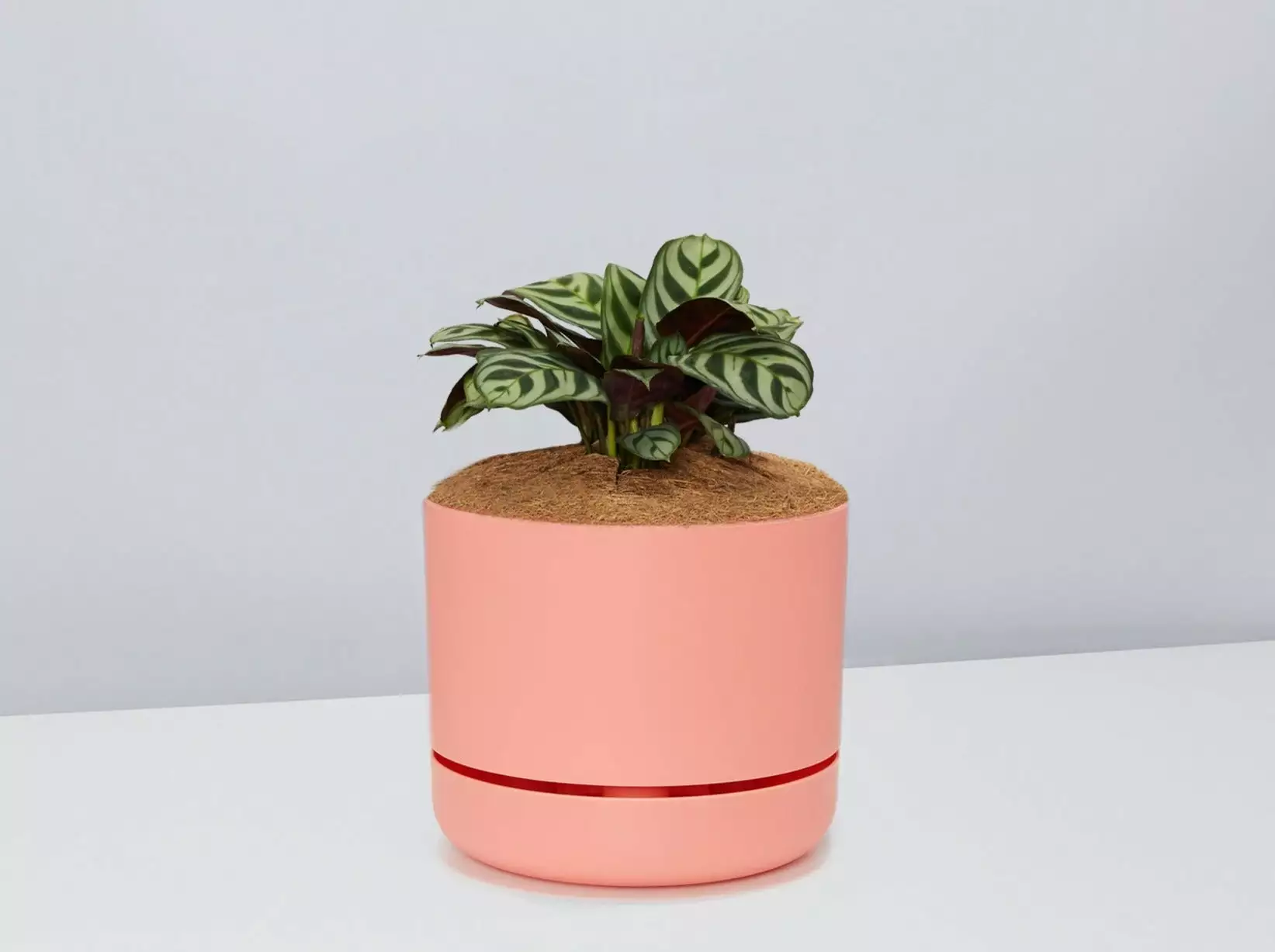 Ctenanthe Burle Marxii- Pot + Plant + Soil 13 Ctenanthe Burle Marxii- Pot + Plant + Soil - Image 11