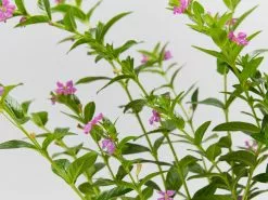Cuphea Hyssopifolia Mauve -Plants in a Box Sales Shop CupheaHyssopifoliaMauve detail c319a284 b231 4a8e ba1d 964feb93a654