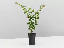 Cuphea Hyssopifolia Mauve -Plants in a Box Sales Shop CupheaHyssopifoliaMauve single ae4e700e 8331 47b1 9438 ad3eab0e5d51