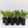 Cuphea Mexicana Compact White -Plants in a Box Sales Shop CupheaMexicahaCompactWhite 8plants 0f8def14 0a29 4ccf b921 e447ea9429f2