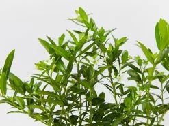 Cuphea Mexicana Compact White -Plants in a Box Sales Shop CupheaMexicahaCompactWhite detail 4d16139d 237a 4be4 8a5a 614816c24471