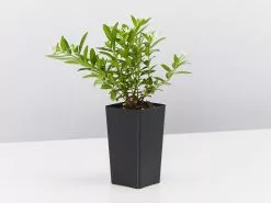 Cuphea Mexicana Compact White -Plants in a Box Sales Shop CupheaMexicahaCompactWhite single 41ba7f84 c705 4d8c a05c ffe33cd95453