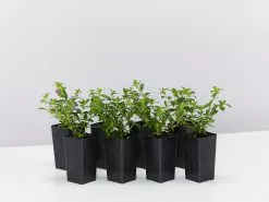 Cuphea Mexicana Compacta Purple