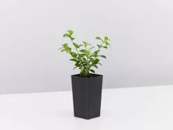 Cuphea Mexicana Compacta Purple -Plants in a Box Sales Shop CupheaMexicanaCompactaPurple single 113d9d13 c84b 4c16 9774 f6d25f4409ab