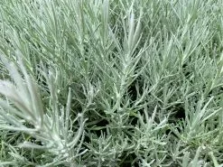 Helichrysum Italicum Curry Plant 11 Helichrysum Italicum Curry Plant -Plants in a Box Sales Shop CurryPlant Overhead 4e5ead38 6732 4dcf 8881 c8b38de05bc6