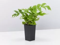 Cyrtomium Falcatum Maritimum -Plants in a Box Sales Shop CyrtomiumFalcatumMaritimiumDwarfJapaneseHollyFern single f6f5a97c 4f09 4ced 9fe8 e8c7ab716d0e