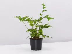 Japanese Holly Fern - Pot + Plant + Soil -Plants in a Box Sales Shop CyrtomuiumfalcatumLarge