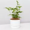 Japanese Holly Fern - Pot + Plant + Soil