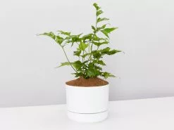 Japanese Holly Fern - Pot + Plant + Soil