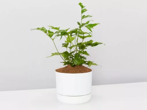 Japanese Holly Fern - Pot + Plant + Soil -Plants in a Box Sales Shop Cyrtomuiumfalcatumwhitepot single2