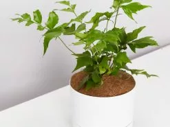 Japanese Holly Fern - Pot + Plant + Soil -Plants in a Box Sales Shop Cyrtomuiumfalcatumwhitepot single detail2