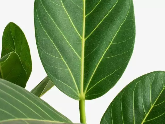 Assorted Ficus Plant Box 4 Assorted Ficus Plant Box - Image 2