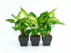 Dieffenbachia Seguine Tropic Marianne -Plants in a Box Sales Shop DIETRM85 RS 4a0f94b6 2f00 4656 b7b9 62aea4d853db