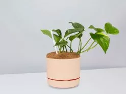 Houseplant Beginners Gift Box 🎠- Sustee Included 38 Houseplant Beginners Gift Box 🎠- Sustee Included -Plants in a Box Sales Shop DIYBeginnerPack ApricotPot