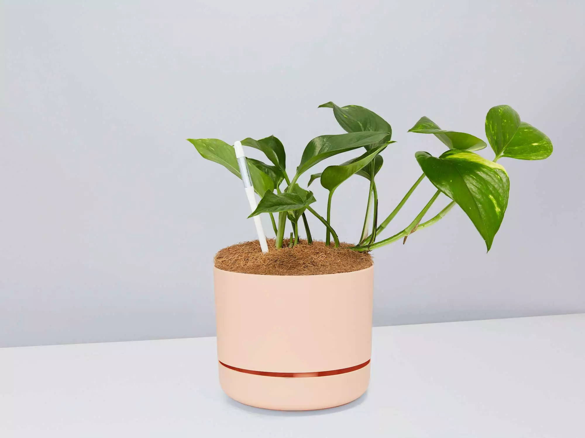 Houseplant Beginners Gift Box 🎠- Sustee Included 17 Houseplant Beginners Gift Box 🎠- Sustee Included - Image 15