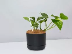 Houseplant Beginners Gift Box 🎠- Sustee Included 37 Houseplant Beginners Gift Box 🎠- Sustee Included -Plants in a Box Sales Shop DIYBeginnerPack BlackPot