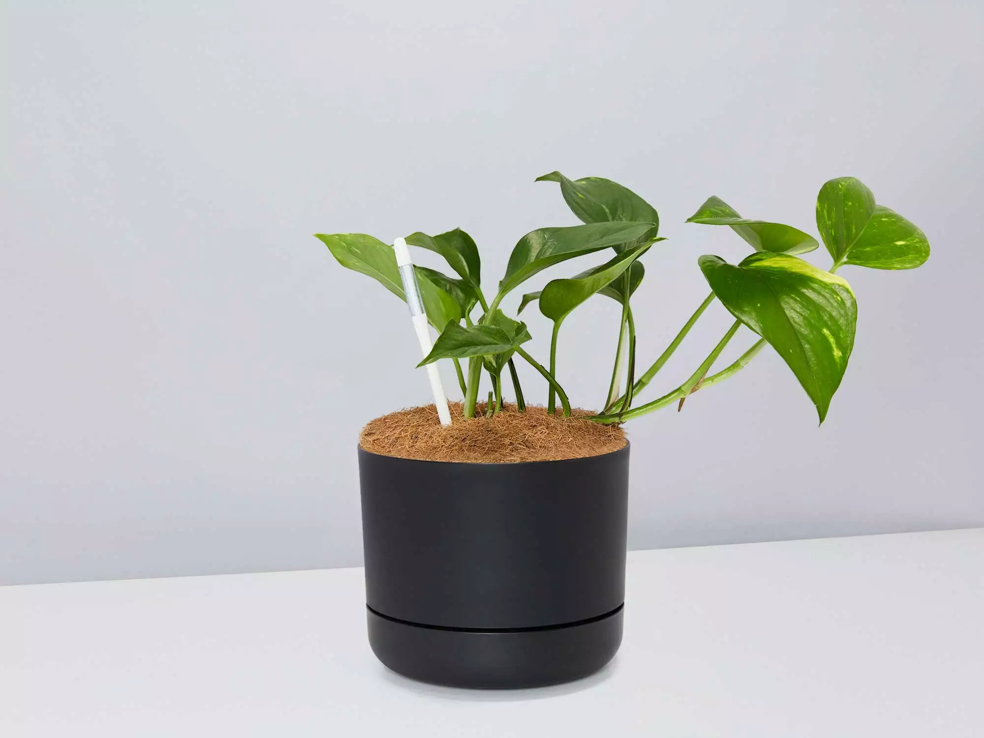 Houseplant Beginners Gift Box 🎠- Sustee Included 16 Houseplant Beginners Gift Box 🎠- Sustee Included - Image 14