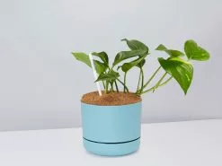 Houseplant Beginners Gift Box 🎠- Sustee Included 34 Houseplant Beginners Gift Box 🎠- Sustee Included -Plants in a Box Sales Shop DIYBeginnerPack BluePot