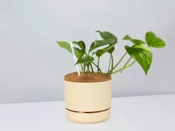 Houseplant Beginners Gift Box 🎠- Sustee Included 33 Houseplant Beginners Gift Box 🎠- Sustee Included -Plants in a Box Sales Shop DIYBeginnerPack BuffPot