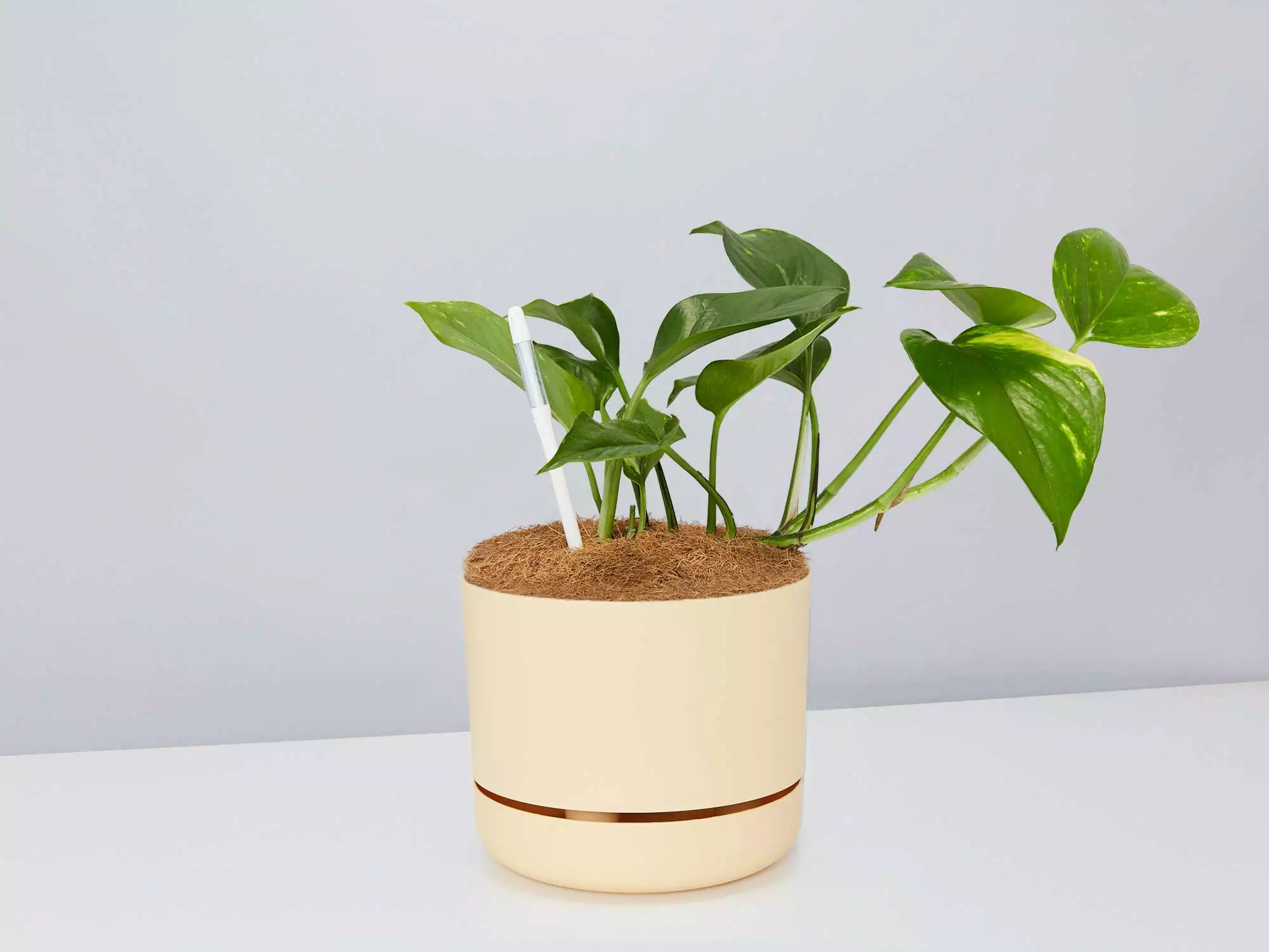 Houseplant Beginners Gift Box 🎠- Sustee Included 12 Houseplant Beginners Gift Box 🎠- Sustee Included - Image 10