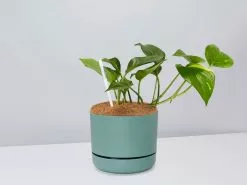 Houseplant Beginners Gift Box 🎠- Sustee Included 41 Houseplant Beginners Gift Box 🎠- Sustee Included -Plants in a Box Sales Shop DIYBeginnerPack CbGreenPot