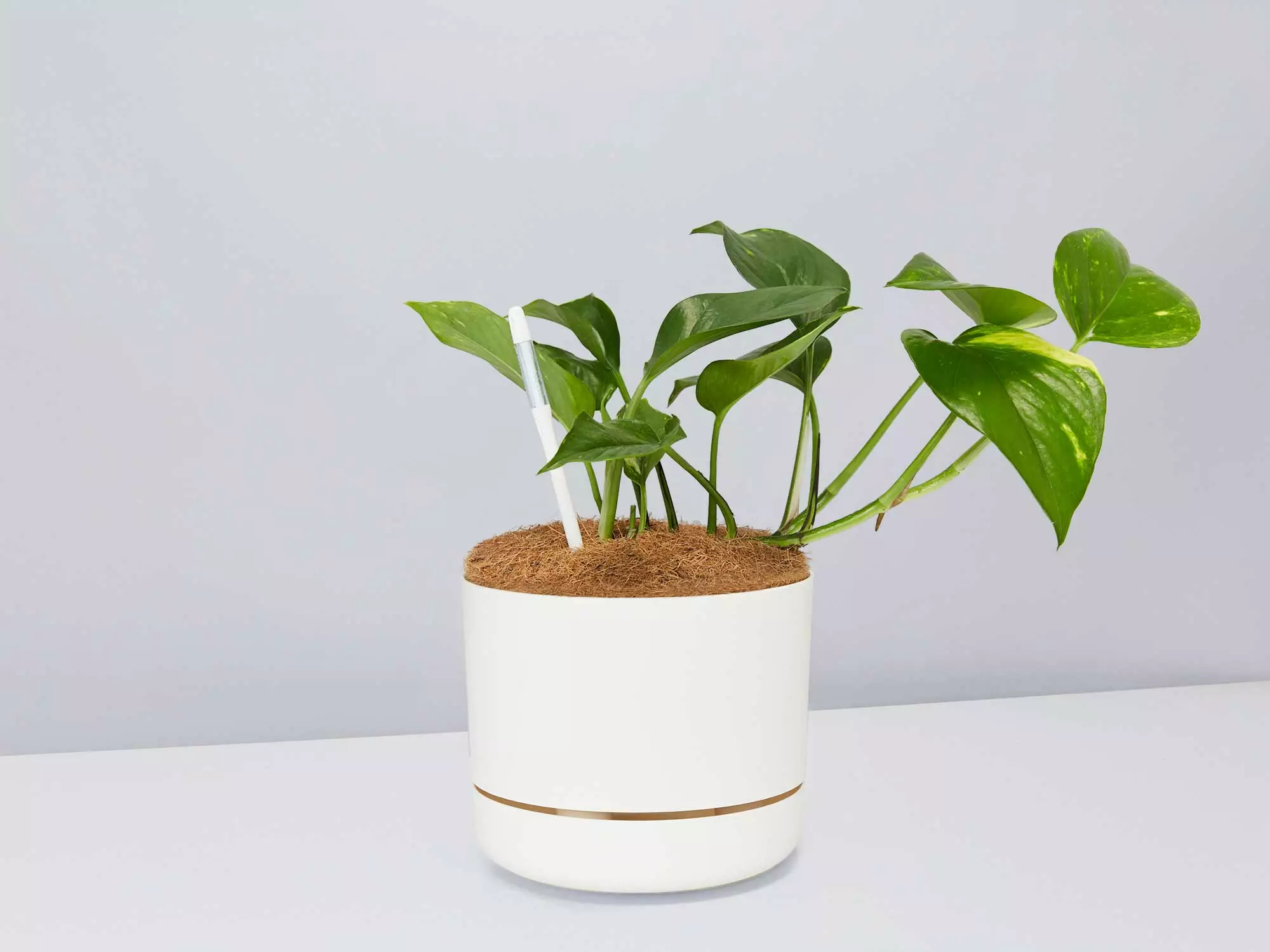 Houseplant Beginners Gift Box 🎠- Sustee Included 11 Houseplant Beginners Gift Box 🎠- Sustee Included - Image 9