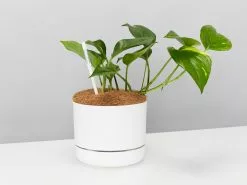 Houseplant Beginners Gift Box 🎠- Sustee Included 42 Houseplant Beginners Gift Box 🎠- Sustee Included -Plants in a Box Sales Shop DIYGiftBoxForBeginners 3