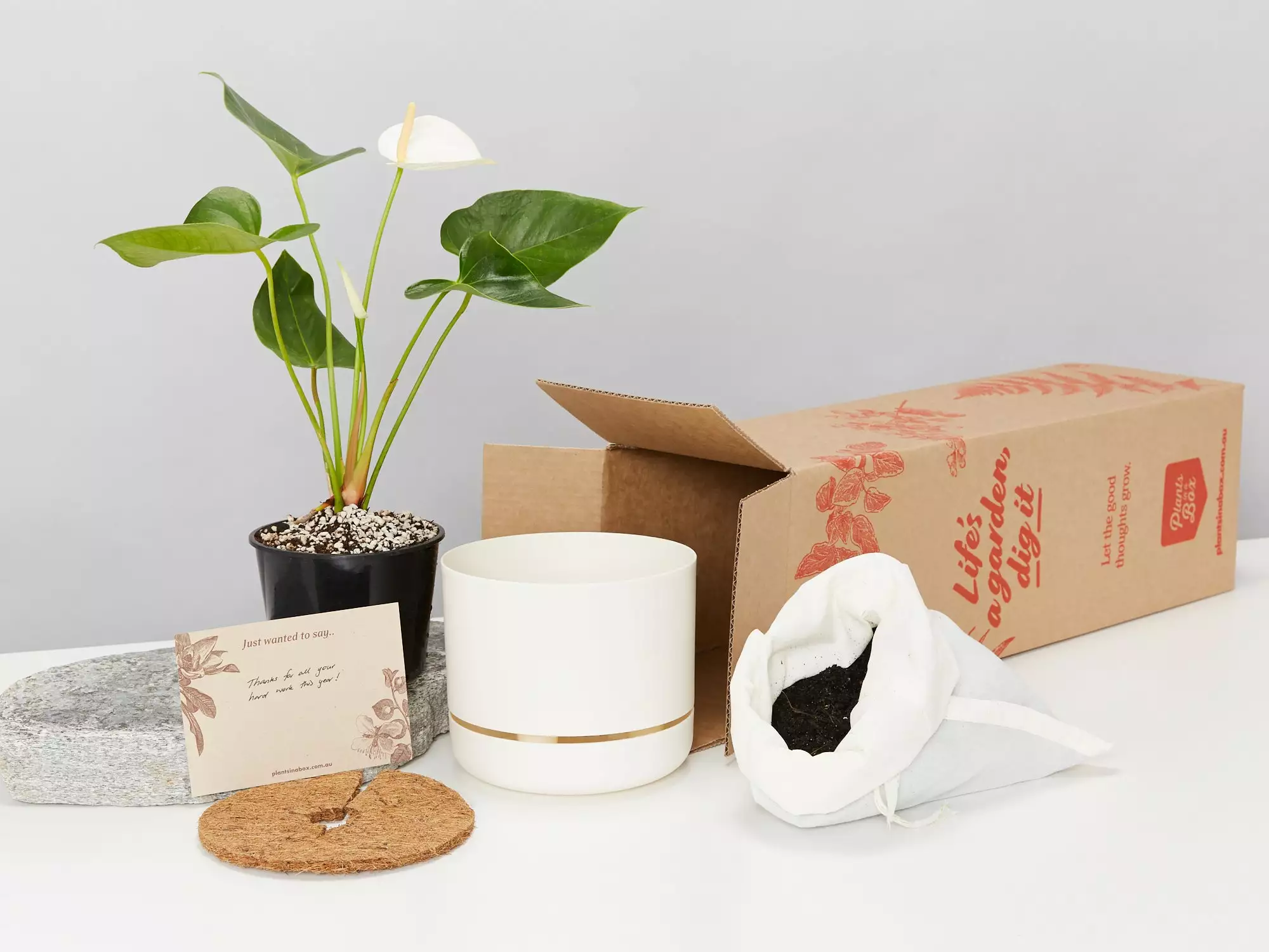 Anthurium Flowering Varieties - Pot + Plant + Soil 4 Anthurium Flowering Varieties - Pot + Plant + Soil - Image 2