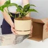 Golden Pothos - Pot + Plant + Soil 1 Golden Pothos - Pot + Plant + Soil -Plants in a Box Sales Shop DIY GoldenPothos BuffPot 05