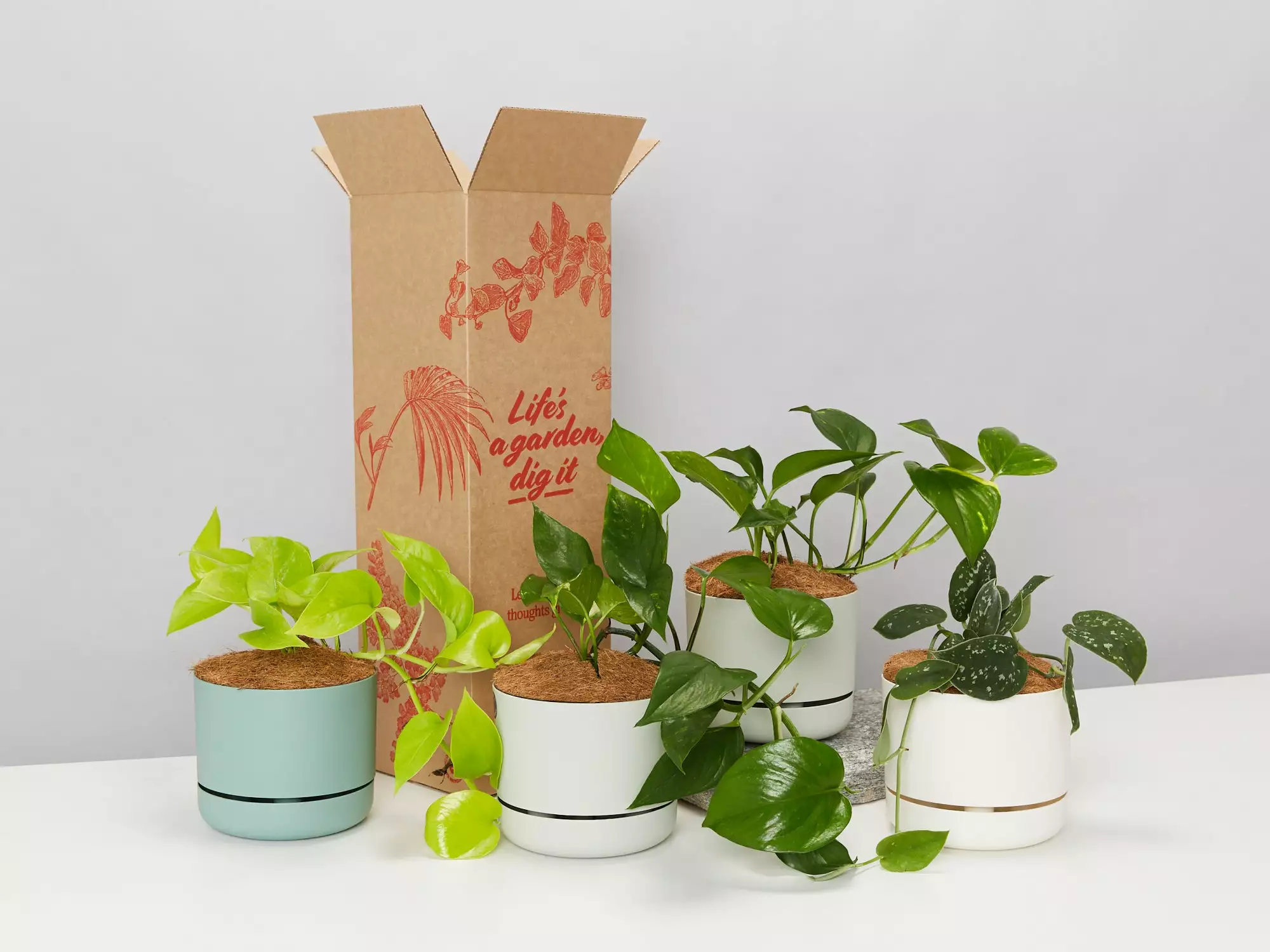 Houseplant Beginners Gift Box 🎠- Sustee Included 4 Houseplant Beginners Gift Box 🎠- Sustee Included - Image 2