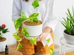 Golden Pothos - Pot + Plant + Soil 23 Golden Pothos - Pot + Plant + Soil -Plants in a Box Sales Shop DIY Pothos b6d15055 54fb 4d7b a2eb 6adf39bc7400